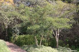 Image result for Acacia polyacantha