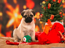 We did not find results for: Christmas Dog 1600x1200 Wallpaper Teahub Io