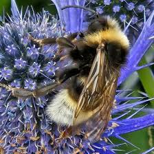 Image result for Bombus bohemicus