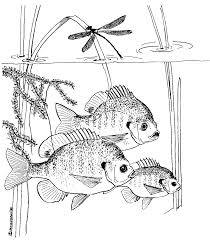 The fish are in the seas and oceans, how about coloring these fish? Https Www Fws Gov Natchitoches Images Coloring 20pages Fish Coloring Pages Pdf