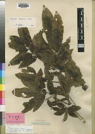 Image result for Lovoa swynnertonii