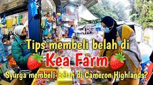 Its central feature is a farmers' market along the main road at its summit, adjaent. Tips Membeli Belah Di Pasar Kea Farm Cameron Highland Kea Farm Market Youtube