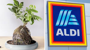 He has written for a. Aldi Raises Eyebrows With Indoor Plant Cross Pet Rock