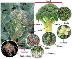Also, consider the stages of growth for the plant. Frontiers Pre And Post Harvest Factors Affecting Glucosinolate Content In Broccoli Nutrition