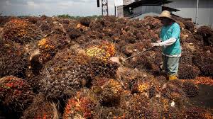 The circular showed that a reference price of 2,595.71 ringgit ($804) per tonne was calculated for crude palm oil for june, effectively keeping the export duty at 5.5 percent. Malaysian Palm Oil Giant Hit With Forced Labor Allegations Abc News
