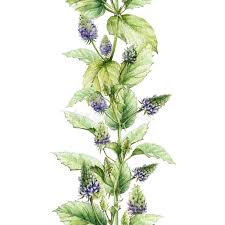 Image result for Psoralea