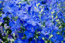 Learn About Larkspur Meaning Flower And Symbolism Floraqueen