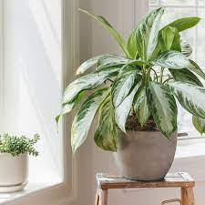 If its a flowering plant include a picture of the flowerflowers and a picture of a leafleaves. How To Determine Sunlight Levels For Houseplants