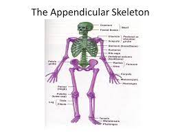 Of The Two Major Skeletons Of The Skeletal System Which One Does Not Include The Arm And Leg Bones Socratic