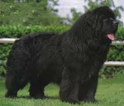 Les chiens de sauvetage peuvent être utilisés dans des endroits très différents, ils utilisent leur excellent sens de l'odorat pour rechercher des personnes disparues ou en détresse. Terneuve Chien De Sauvetage Stella921