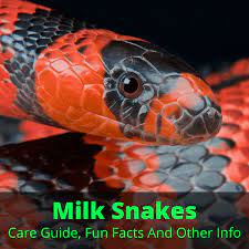 Milk Snakes Care Guide Fun Facts And Other Info Milk Snake Pet Snake Snake Facts