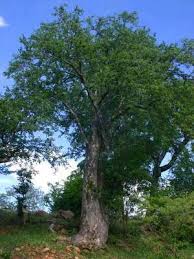 Image result for Searsia rogersii