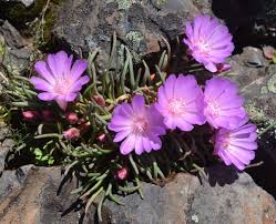 Image result for Rytigynia lewisii