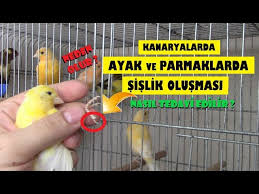 Kanaryalarda Ayak Ve Parmaklarda Sislik Neden Olur Nasil Tedavi Edilir Youtube