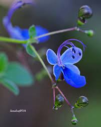 blue butterfly flower まるで翅を広げた可憐な蝶 のように見える 繊細なお花 クレロデンドルム ウガンデンセ です location 蝶 花 瑠璃