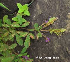 Image result for Grona heterocarpos