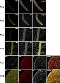 Kill don ricardo and free her d. Ribosomes Act As Cryosensors In Plants Biorxiv