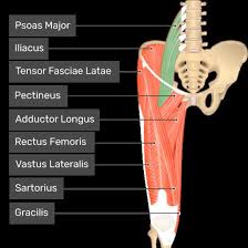 The proximal part of the muscle is most commonly . Preventing Hip Groin Injuries During Intense Workouts
