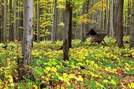 Las, silesian voivodeship, a village in southern poland. Strzyzow Portal