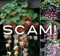 Image result for Begonia rubronervata