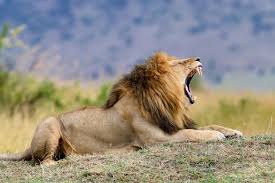 File:Lion male.jpg - Wikimedia Commons