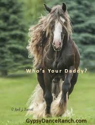 $1,500 buckskin gypsy vanner stallion high national champion performance horse buckskin · eagle, co dakota spirit ori is 14.3h buckskin gypsy stallion born in 2011 registered with the gypsy vanner horse society and recognized in the gyps. Gypsyvannergold Posts Facebook