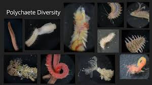 Image result for Stylochaeton borumensis