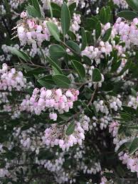 Image result for Hunteria densiflora
