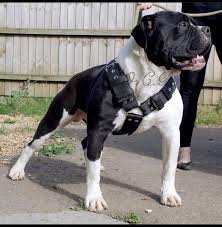 Pin On Doggos