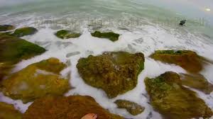 Caspersen Beach Fossil Hunting Ofwaterfallsandtrails