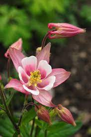 Aquilegia Beautiful Flowers Flower Garden Flower Names