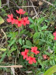 Image result for Crossandra nilotica
