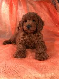 Check out our available mini goldendoodle puppies for sale in illinois. Red Golden Doodle Mini Google Search Goldendoodle Puppy Mini Goldendoodle Puppies Really Cute Dogs