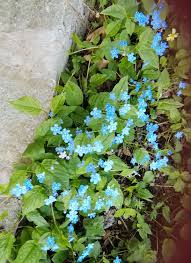 onfalodes piccolo azzurrissimo fiorellino di primavera pinterest