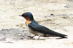 Apakah perniagaan yang sedia ada yang boleh kita banding dengan. Ethos Kerja Si Burung Layang Layang Nimadesriandani