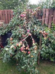 My Bountiful Victoria Plum Tree Garden Fence Dream Garden Trees And Shrubs