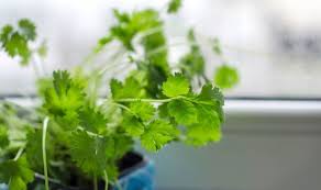 Can't seem to keep a plant alive? How To Grow Coriander Express Co Uk