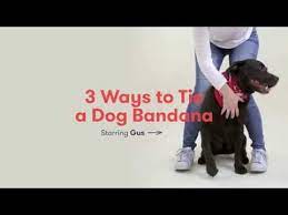 3 Ways To Tie A Dog Bandana Youtube