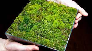Sixteen foods that will grow from scraps. Making A Moss Garden From Scratch Satisfying Relaxing Youtube