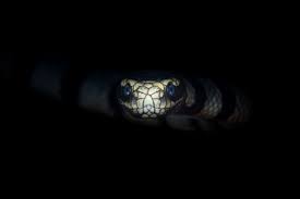Maybe you would like to learn more about one of these? Banded Sea Krait Facts Laticauda Colubrina