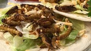 534 x 401 jpeg 40 кб. Photos New State Fair Food Including Bug Tacos Snake Soup