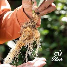 Sâm Lai Châu sở hữu nguồn gen và hoạt chất quý hiếm