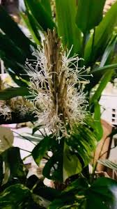 Image result for Dracaena aubryana