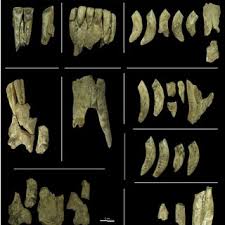 Tramway 1 arrêt lardenne 6 mn. Pdf The Horse Mandibles At Duruthy Rockshelter Sorde L Abbaye Landes France And The Identification Of Ontological Systems In The Pyrenean Magdalenian