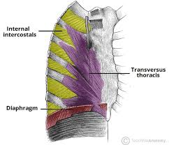 The thoracic cage, commonly called the rib cage, provides protection for the 2 lungs, heart, esophagus, diaphragm and liver. Thoracic Muscles Attachments Actions Teachmeanatomy