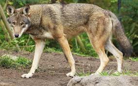 Red Wolf U S Fish Wildlife Service