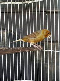 Maka dari itu, disini akan membahas burung kenari punya banyak jenis di dalam di indonesia, salah satunya yaitu jenis burung kenari isabel. Kenari Lokal Bond Inilah Info Lengkapnya Nama Nama Hewan