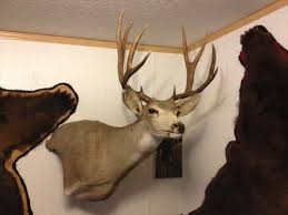 Work in progress, in the drying area of our shop. Mule Deer Taxidermy Mounts Hunt Talk