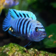 Image result for Microchloa afra