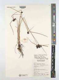 Image result for Pycreus elegantulus